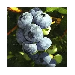 Aukštoji šilauogė - Vaccinium corymbosum SIERRA