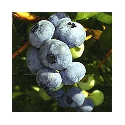 Highbush Blueberry - Vaccinium corymbosum SIERRA