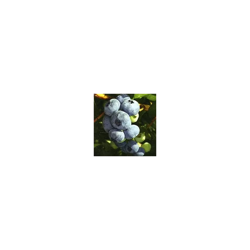 Highbush Blueberry - Vaccinium corymbosum SIERRA