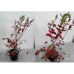 Aukštoji šilauogė - Vaccinium corymbosum SIERRA