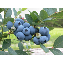 Highbush Blueberry - Vaccinium corymbosum SPARTAN