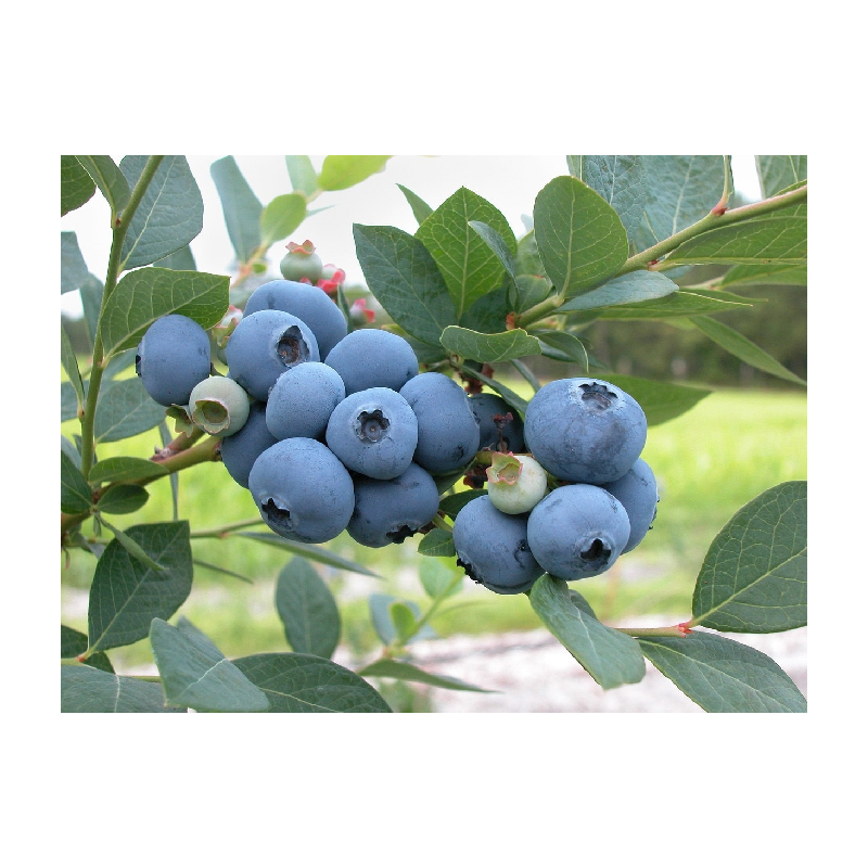 Highbush Blueberry - Vaccinium corymbosum SPARTAN