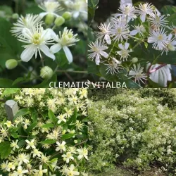Gelsvoji raganė - Clematis vitalba