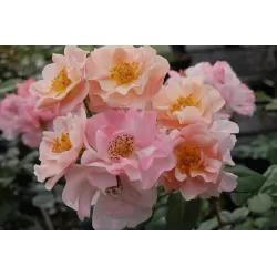 Rožė - Rosa CLAIR MATIN ®