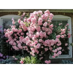 Rožė - Rosa CLAIR MATIN ®