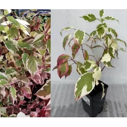 Užsisakyk augalus pavasariui jau dabar