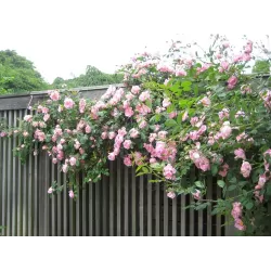 Rožė - Rosa CLAIR MATIN ®