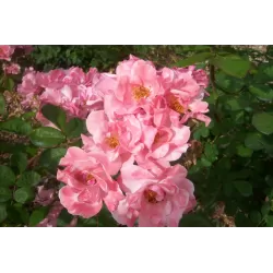 Rožė - Rosa CLAIR MATIN ®