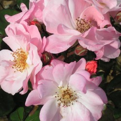Rožė - Rosa CLAIR MATIN ®