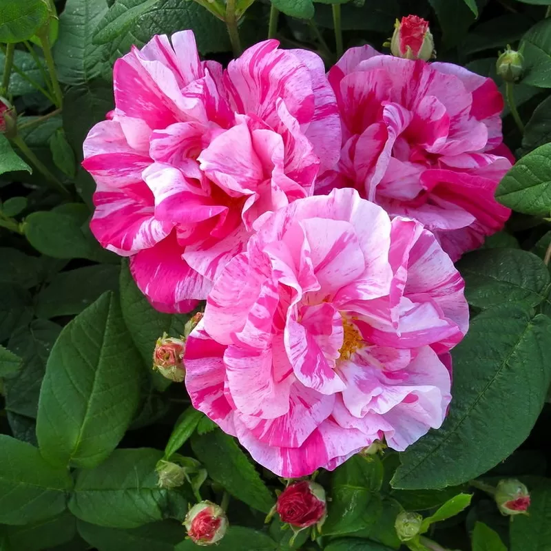 Rožė - Rosa GALLICA VERSICOLOR Rožė - Rosa GALLICA VERSICOLOR