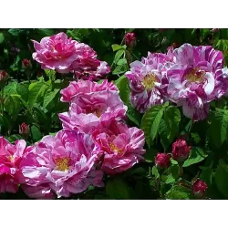 Rožė - Rosa GALLICA VERSICOLOR