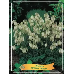 Auskarėliai - Dicentra formosa AURORA