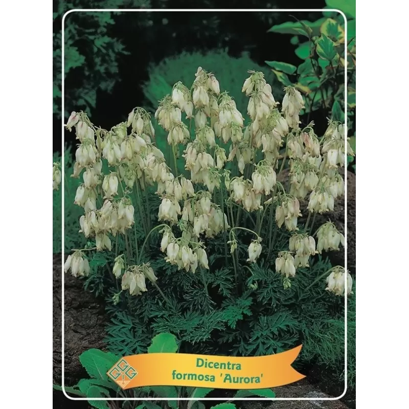 Auskarėliai - Dicentra formosa AURORA