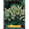 Auskarėliai - Dicentra formosa AURORA