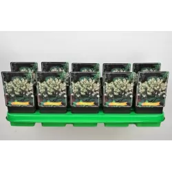 Auskarėliai - Dicentra formosa AURORA