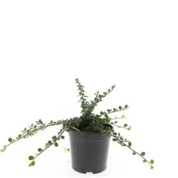 Dreikusis kaulenis - Cotoneaster procumbens QUEEN OF CARPETS