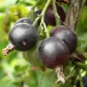 Jostabeere, jošta,serbentai,agrastas, ribes,