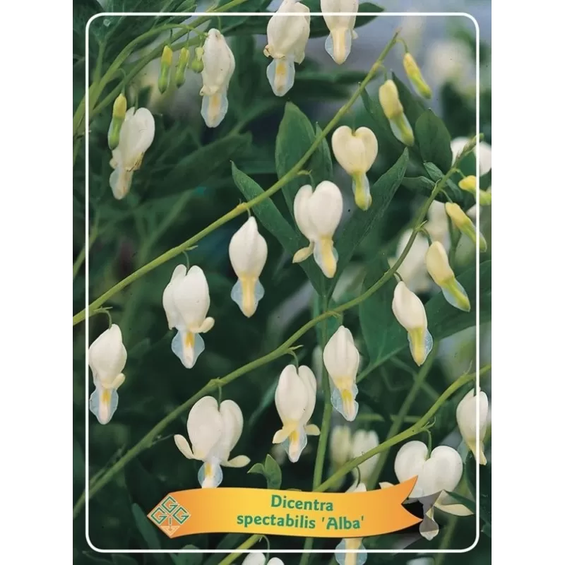Auskarėliai - Dicentra spectabilis ALBA
