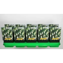 Auskarėliai - Dicentra spectabilis ALBA