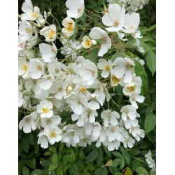 Rosa Kiftsgate 2T+