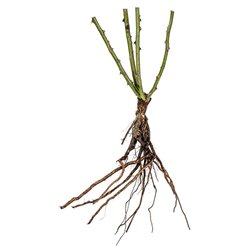 Rožė - Rosa Kiftsgate 2T+