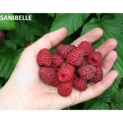 Raspberry - Rubus idaeus SANIBELLE®