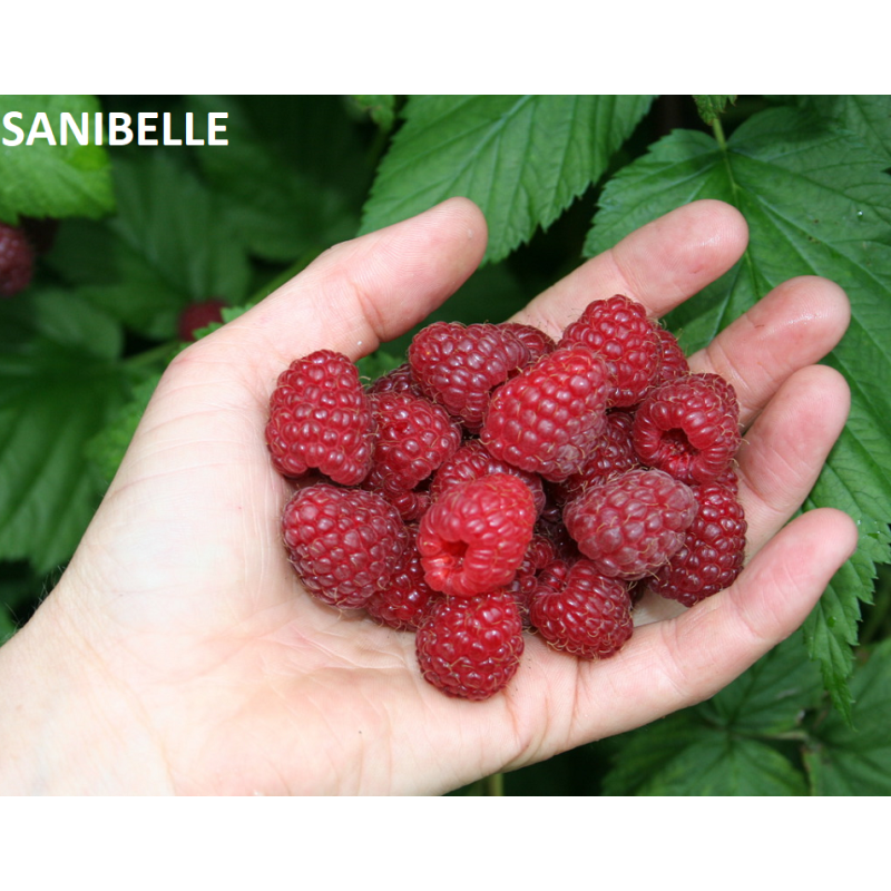 Raspberry - Rubus idaeus SANIBELLE®