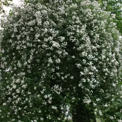 Rosa Kiftsgate 2T+