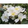 Rožė - Rosa KIFTSGATE ®