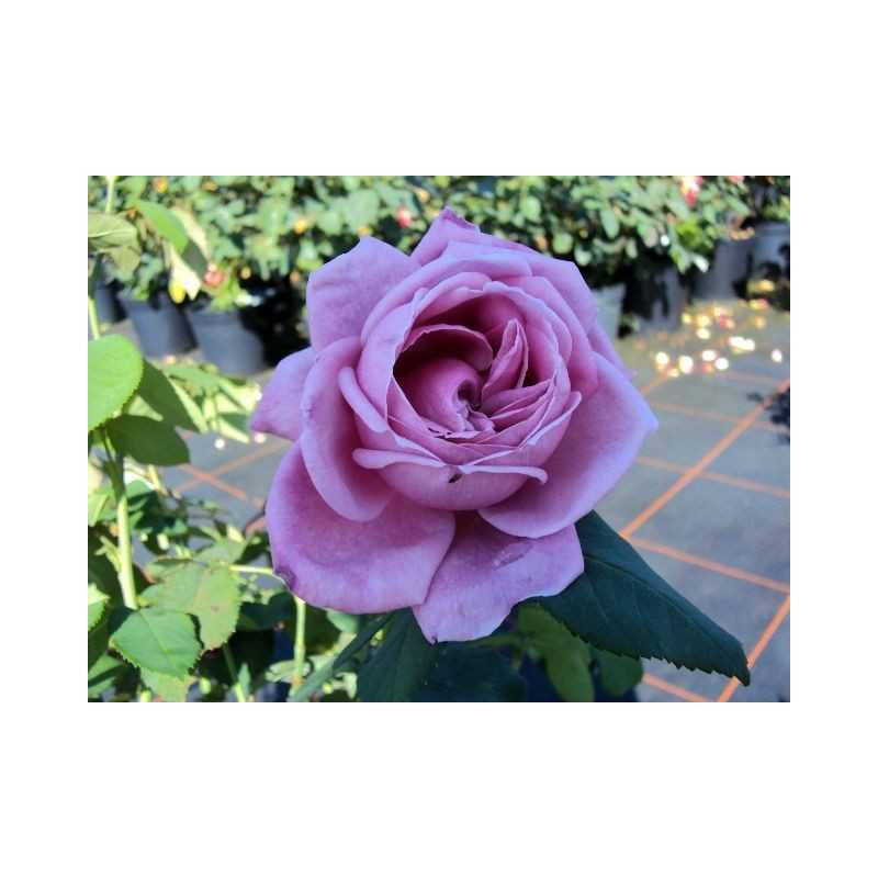 Rožė - Rosa LIPARFUM ® Konteineris C3R Poskiepis skiepyta Pasirinkite  dviejų metų