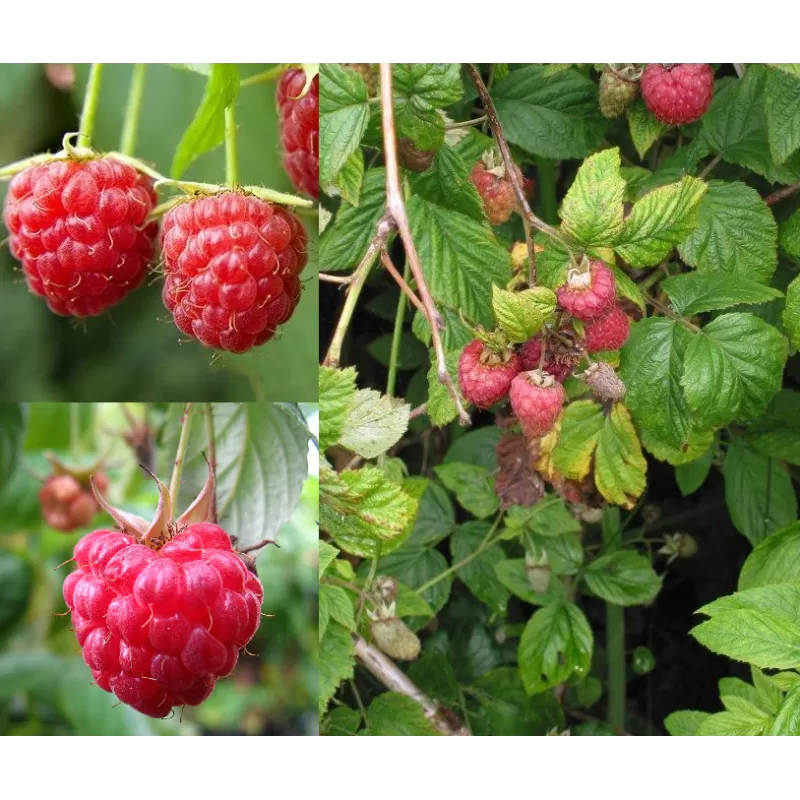 Raspberry - Rubus idaeus SCHONEMANN