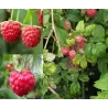Raspberry - Rubus idaeus SCHONEMANN