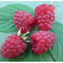 Raspberry - Rubus idaeus SCHONEMANN