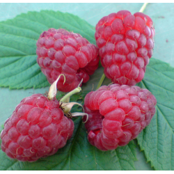 Avietė - Rubus idaeus SCHONEMANN