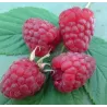 Raspberry - Rubus idaeus SCHONEMANN