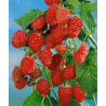 Raspberry - Rubus idaeus SCHONEMANN