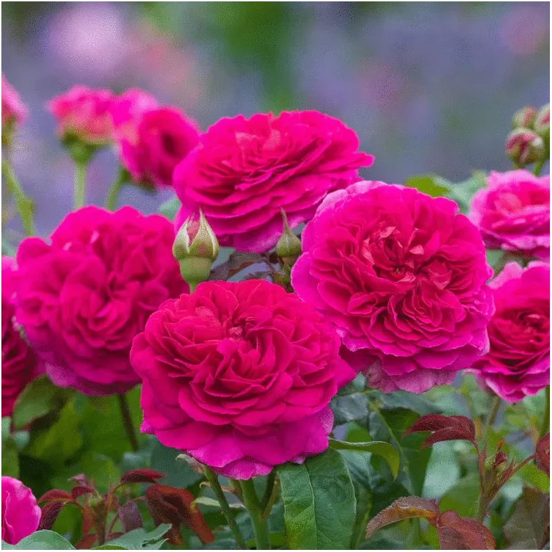 Rožė - Rosa GABRIEL OAK ®