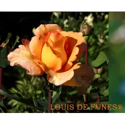 Rožė - Rosa LOUIS DE FUNES ®