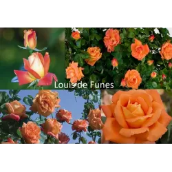 Rožė - Rosa LOUIS DE FUNES ®