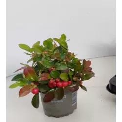 Šliaužiančioji bruknuolė - Gaultheria procumbens BIG BERRY 10Ø gyva foto 2022-09-08 x15