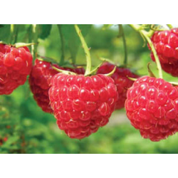 Raspberry - Rubus idaeus AUTUMN BLISS