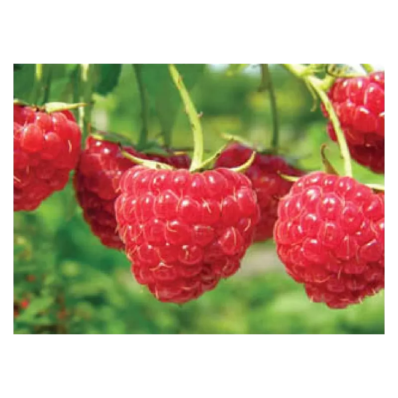 Aviečių sodinukai vazonuose internetu su pristatymu į namus visoje Lietuvoje