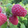 Raspberry - Rubus idaeus LYULIN