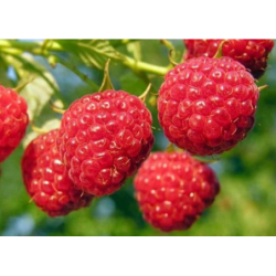 Raspberry - Rubus idaeus LYULIN