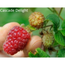 Avietė - Rubus idaeus CASCADE DELIGHT