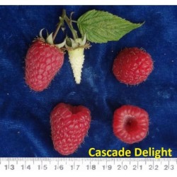 Raspberry  - Rubus idaeus CASCADE DELIGHT®