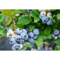 Aukštoji šilauogė - Vaccinium corymbosum SUNSHINE BLUE