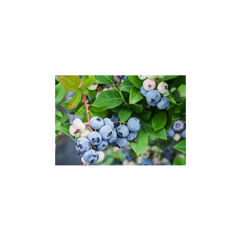 Aukštoji šilauogė - Vaccinium corymbosum  SUNSHINE BLUE