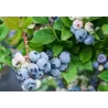 Aukštoji šilauogė - Vaccinium corymbosum  SUNSHINE BLUE