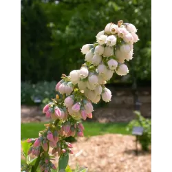 Aukštoji šilauogė - Vaccinium corymbosum  SUNSHINE BLUE